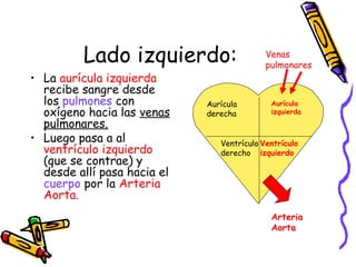 Lado izquierdo:
• La aurícula izquierda
recibe sangre desde
los pulmones con
oxígeno hacia las venas
pulmonares.
• Luego pasa a al
ventrículo izquierdo
(que se contrae) y
desde allí pasa hacia el
cuerpo por la Arteria
Aorta.
Aurícula
izquierda
Aurícula
derecha
Ventrículo
izquierdo
Ventrículo
derecho
Venas
pulmonares
Arteria
Aorta
 
