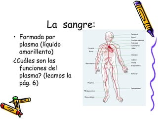 La sangre:
• Formada por
plasma (líquido
amarillento)
¿Cuáles son las
funciones del
plasma? (leamos la
pág. 6)
 