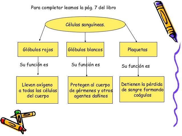 Sistema circulatorio