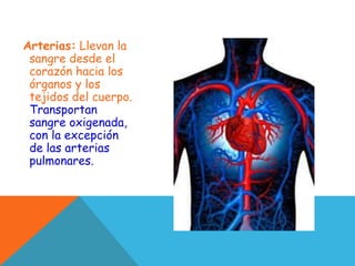 Arterias: Llevan la
sangre desde el
corazón hacia los
órganos y los
tejidos del cuerpo.
Transportan
sangre oxigenada,
con la excepción
de las arterias
pulmonares.
 