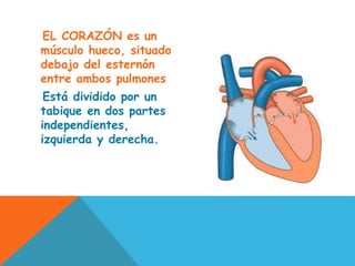 EL CORAZÓN es un
músculo hueco, situado
debajo del esternón
entre ambos pulmones
Está dividido por un
tabique en dos partes
independientes,
izquierda y derecha.
 