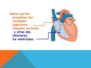 Ambas partes
presentan dos
cavidades
superiores
llamadas aurículas
y otras dos
inferiores:
los ventrículos.
 