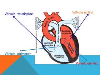 Válvula tricúspide Válvula mitral
Válvula aórtica
Válvula pulmonar
 