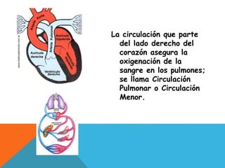 La circulación que parte
del lado derecho del
corazón asegura la
oxigenación de la
sangre en los pulmones;
se llama Circulación
Pulmonar o Circulación
Menor.
 