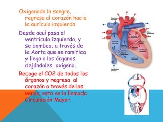 Oxigenada la sangre,
regresa al corazón hacia
la aurícula izquierda
Desde aquí pasa al
ventrículo izquierdo, y
se bombea, a través de
la Aorta que se ramifica
y llega a los órganos
dejándoles oxígeno.
Recoge el CO2 de todos los
órganos y regresa al
corazón a través de las
venas; esta es la llamada
Circulación Mayor.
 