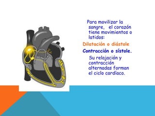 Para movilizar la
sangre, el corazón
tiene movimientos o
latidos:
Dilatación o diástole
Contracción o sístole.
Su relajación y
contracción
alternadas forman
el ciclo cardíaco.
 