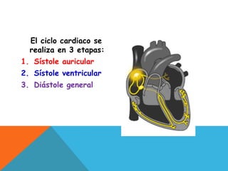 El ciclo cardiaco se
realiza en 3 etapas:
1. Sístole auricular
2. Sístole ventricular
3. Diástole general
 