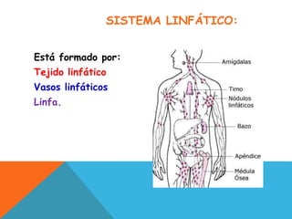 SISTEMA LINFÁTICO:
Está formado por:
Tejido linfático
Vasos linfáticos
Linfa.
 