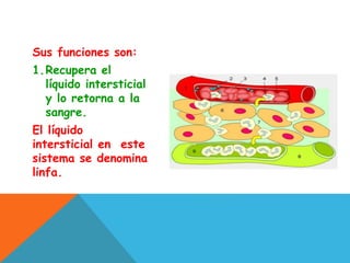 Sus funciones son:
1.Recupera el
líquido intersticial
y lo retorna a la
sangre.
El líquido
intersticial en este
sistema se denomina
linfa.
 