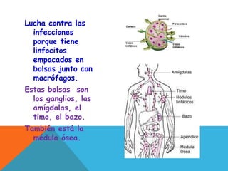 Lucha contra las
infecciones
porque tiene
linfocitos
empacados en
bolsas junto con
macrófagos.
Estas bolsas son
los ganglios, las
amígdalas, el
timo, el bazo.
También está la
médula ósea.
 