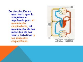 Su circulación es
mas lenta que la
sanguínea e
impulsada por: el
movimiento
respiratorio, el
movimiento de los
músculos de las
venas linfáticas y
los músculos
esqueléticos.
 