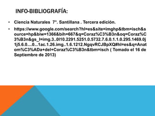 INFO-BIBLIOGRAFÍA:
• Ciencia Naturales 7°. Santillana . Tercera edición.
• https://www.google.com/search?hl=es&site=imghp&tbm=isch&s
ource=hp&biw=1366&bih=667&q=Coraz%C3%B3n&oq=Coraz%C
3%B3n&gs_l=img.3..0l10.2291.5251.0.5732.7.6.0.1.1.0.295.1469.0j
1j5.6.0....0...1ac.1.26.img..1.6.1212.NgqvRCJBpXQ#hl=es&q=Anat
om%C3%ADa+del+Coraz%C3%B3n&tbm=isch ( Tomado el 16 de
Septiembre de 2013)
 