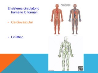 El sistema circulatorio
humano lo forman:
• Cardiovascular
• Linfático
 