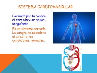 SISTEMA CARDIOVASCULAR
• Formado por la sangre,
el corazón y los vasos
sanguíneos
• Es un sistema cerrado:
La sangre no abandona
el circuito, en
condiciones normales.
 