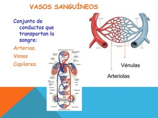 VASOS SANGUÍNEOS
Conjunto de
conductos que
transportan la
sangre:
Arterias.
Venas
Capilares.
Arteriolas
Vénulas
 