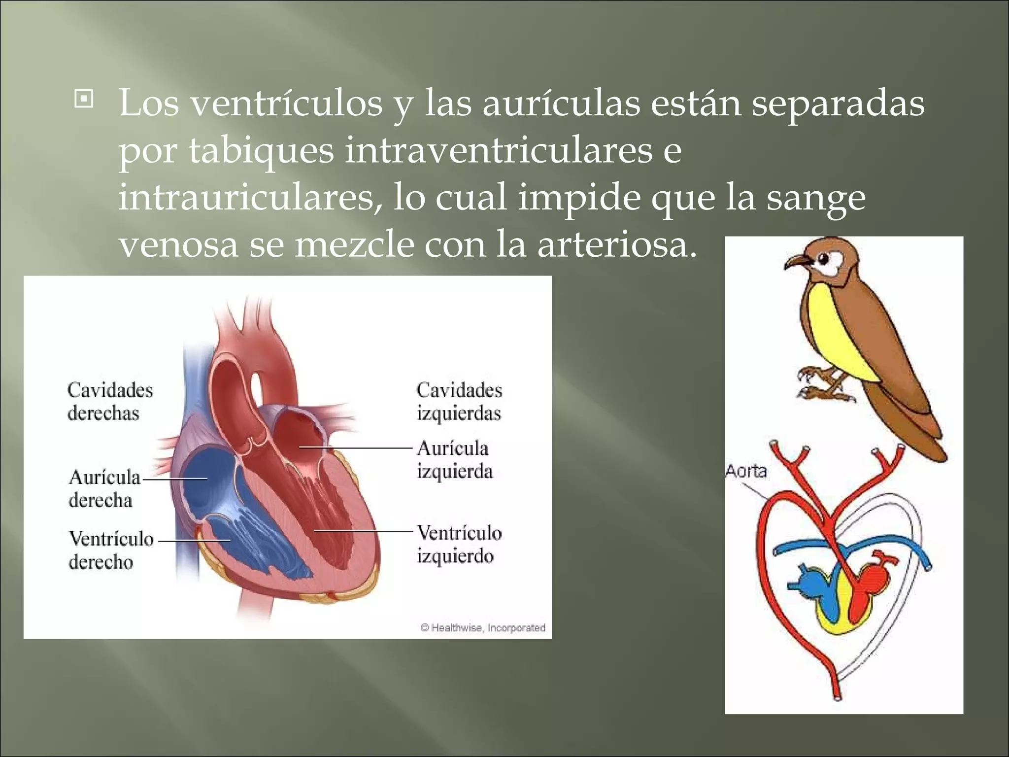 Sistema circulatorio aves y peces | PPT