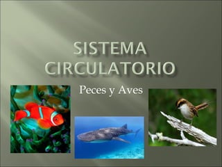 Peces y Aves
 
