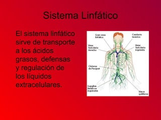 Sistema Linfático
El sistema linfático
sirve de transporte
a los ácidos
grasos, defensas
y regulación de
los líquidos
extracelulares.
 