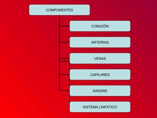 COMPONENTES
CORAZÓN
ARTERIAS
VENAS
CAPILARES
SANGRE
SISTEMA LINFÁTICO
 