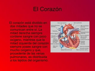 El Corazón
El corazón está dividido en
dos mitades que no se
comunican entre sí. La
mitad derecha siempre
contiene sangre con poco
oxígeno, mientras que la
mitad izquierda del corazón
siempre posee sangre con
mucho oxígeno y que,
procedente de las venas
pulmonares, es distribuida
a los tejidos del organismo.
 