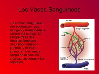 Los Vasos Sanguíneos
Los vasos sanguíneos
son conductos que
recogen y transportan la
sangre del cuerpo. La
sangre traza dos
circuitos llamados
circulación mayor o
general, y menor o
pulmonar. Los vasos
sanguíneos son: las
arterias, las venas y los
capilares.
 