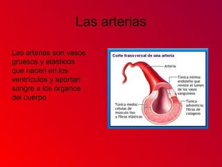 Las arterias
Las arterias son vasos
gruesos y elásticos
que nacen en los
ventrículos y aportan
sangre a los órganos
del cuerpo
 