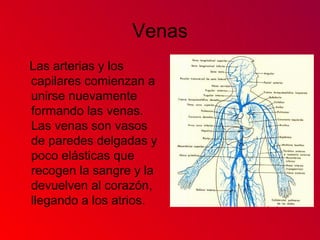 Venas
Las arterias y los
capilares comienzan a
unirse nuevamente
formando las venas.
Las venas son vasos
de paredes delgadas y
poco elásticas que
recogen la sangre y la
devuelven al corazón,
llegando a los atrios.
 