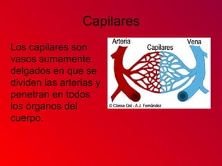 Capilares
Los capilares son
vasos sumamente
delgados en que se
dividen las arterias y
penetran en todos
los órganos del
cuerpo.
 