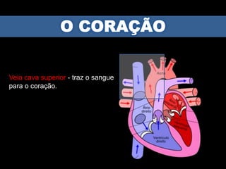 Veia cava superior - traz o sangue
para o coração.
 