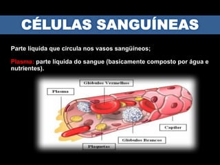 Parte líquida que circula nos vasos sangüíneos;
Plasma: parte líquida do sangue (basicamente composto por água e
nutrientes).
 
