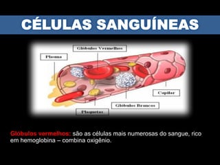 Glóbulos vermelhos: são as células mais numerosas do sangue, rico
em hemoglobina – combina oxigênio.
 