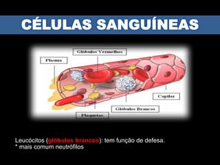 Leucócitos (glóbulos brancos): tem função de defesa.
* mais comum neutrófilos
 