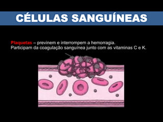 Plaquetas – previnem e interrompem a hemorragia.
Participam da coagulação sanguínea junto com as vitaminas C e K.e K
 