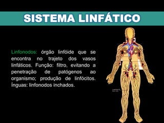 Linfonodos: órgão linfóide que se
encontra no trajeto dos vasos
linfáticos. Função: filtro, evitando a
penetração de patógenos ao
organismo; produção de linfócitos.
Ínguas: linfonodos inchados.
na garganta conhecidos como
amígdalas.
 
