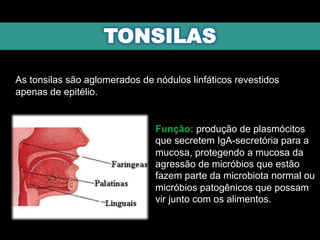 As tonsilas são aglomerados de nódulos linfáticos revestidos
apenas de epitélio.
Função: produção de plasmócitos
que secretem IgA-secretória para a
mucosa, protegendo a mucosa da
agressão de micróbios que estão
fazem parte da microbiota normal ou
micróbios patogênicos que possam
vir junto com os alimentos.
 