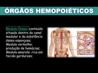 Medula Óssea: conteúdo
situado dentro do canal
medular e da substância
óssea esponjosa;
Medula vermelha:
produção de hemácias;
Medula amarela: rica em
tecido gorduroso;
 