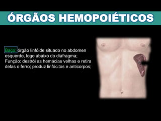 Baço: órgão linfóide situado no abdomen
esquerdo, logo abaixo do diafragma;
Função: destrói as hemácias velhas e retira
delas o ferro; produz linfócitos e anticorpos;
 