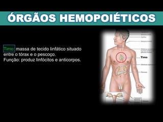 Timo: massa de tecido linfático situado
entre o tórax e o pescoço.
Função: produz linfócitos e anticorpos.
 