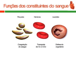 Funçõesdos constituintes do sangue
Plaquetas Hemácias Leucócitos
Coagulação
do sangue
Transporte
de O2 e CO2
Defesado
organismo
 