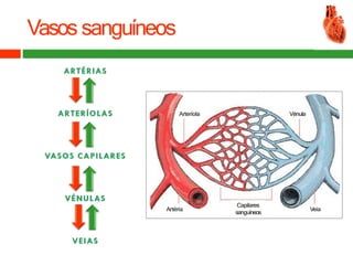 Vasos sanguíneos
Arteríola
Artéria
Capilares
sanguíneos
Veia
Vénula
 
