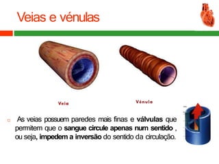 Veias e vénulas
 As veias possuem paredes mais finas e válvulas que
permitem que o sangue circule apenas num sentido ,
ou seja, impedem a inversão do sentido da circulação.
 