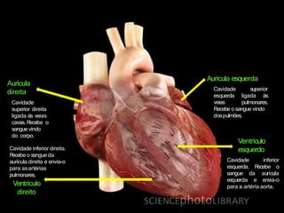 Ventrículo
esquerdo
Aurícula esquerda
superior
ligada às
Cavidade
esquerda
veias pulmonares.
Recebe o sangue vindo
dospulmões.
Aurícula
direita
Cavidade
superior direita
ligada ás veias
cavas. R
ecebe o
sangue vindo
do corpo.
Cavidade inferior direita.
R
ecebe o sangue da
aurícula direita e envia-o
para asartérias
pulmonares.
Ventrículo
direito
inferior
R
ecebe o
Cavidade
esquerda.
sangue da
esquerda e
aurícula
envia-o
para a artéria aorta.
 