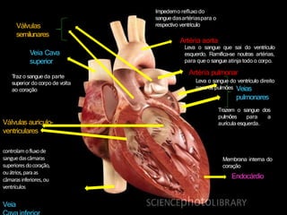 Veias
pulmonares
Veia Cava
superior
Válvulas
semilunares
Válvulas auriculo-
ventriculares
Artéria aorta
Leva o sangue que sai do ventrículo
esquerdo. Ramifica-se noutras artérias,
para que o sangue atinja todo o corpo.
Artéria pulmonar
Leva o sangue do ventrículo direito
para os pulmões
T
raz o sangue da parte
superior do corpo de volta
ao coração
Trazem o sangue dos
pulmões para a
aurícula esquerda.
Membrana interna do
coração
Endocárdio
Impedemo refluxo do
sangue dasartériaspara o
respectivo ventrículo
controlamofluxode
sanguedascâmaras
superioresdocoração,
ouátrios,paraas
câmarasinferiores,ou
ventrículos
Veia
 