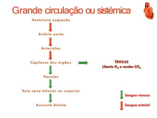 Grande circulação ou sistémica
 