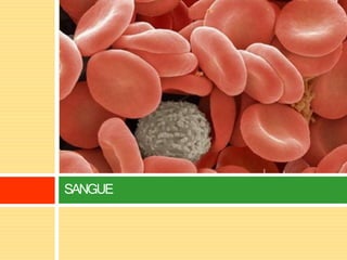 SANGUE
 