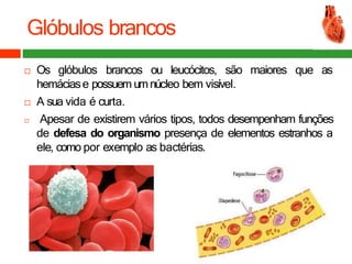 Glóbulos brancos
 Os glóbulos brancos ou leucócitos, são maiores que as
hemáciase possuem umnúcleo bem visível.
 A sua vida é curta.
 Apesar de existirem vários tipos, todos desempenham funções
de defesa do organismo presença de elementos estranhos a
ele, como por exemplo as bactérias.
 
