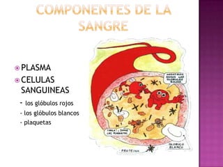  PLASMA
 CELULAS
SANGUINEAS
- los glóbulos rojos
- los glóbulos blancos
- plaquetas
 