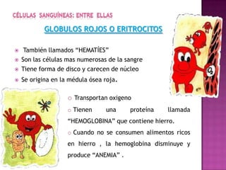 GLOBULOS ROJOS O ERITROCITOS
 También llamados “HEMATÍES”
 Son las células mas numerosas de la sangre
 Tiene forma de disco y carecen de núcleo
 Se origina en la médula ósea roja.
o Transportan oxigeno
o Tienen una proteína llamada
“HEMOGLOBINA” que contiene hierro.
o Cuando no se consumen alimentos ricos
en hierro , la hemoglobina disminuye y
produce “ANEMIA” .
 
