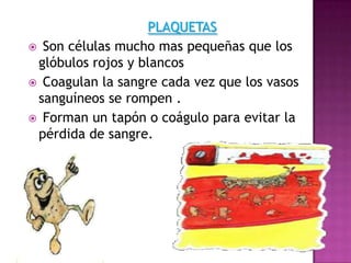 PLAQUETAS
 Son células mucho mas pequeñas que los
glóbulos rojos y blancos
 Coagulan la sangre cada vez que los vasos
sanguíneos se rompen .
 Forman un tapón o coágulo para evitar la
pérdida de sangre.
 