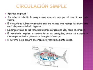  Aparece en peces
 En esta circulación la sangre sólo pasa una vez por el corazón en cada
vuelta.
 El corazón es tubular y muestra un seno venoso que recoge la sangre, una
aurícula y un ventrículo impulsor.
 La sangre viene de las venas del cuerpo cargada de CO2 hacia el corazón.
 El ventrículo impulsa la sangre hacia las branquias, donde se oxigena y
circula por arterias para repartirse por el cuerpo.
 El retorno de la sangre al corazón se realiza mediante venas.
 